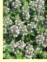 Чабрец обыкновенный, или богородская трава (Thymus serpyllum L.) Чабрец обыкновенный, или богородская трава (Thymus serpyllum L.)